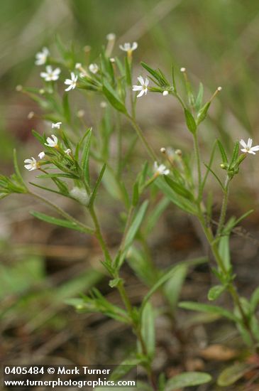 Microsteris gracilis
