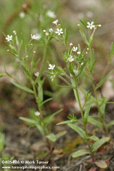 Microsteris gracilis