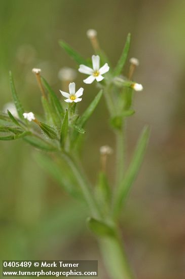 Microsteris gracilis