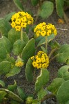 Abronia latifolia