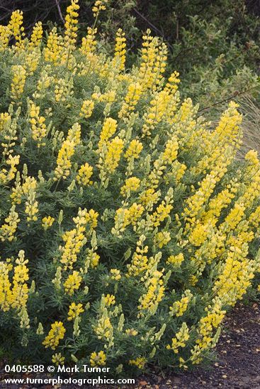 Lupinus arboreus