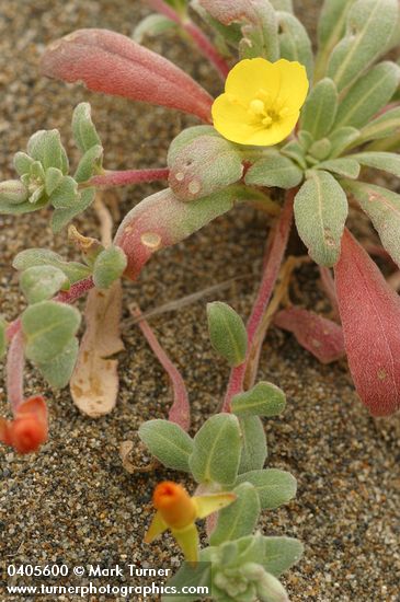 Camissoniopsis cheiranthifolia