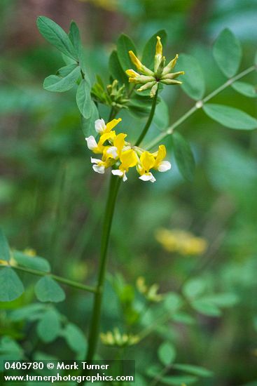 Hosackia pinnata