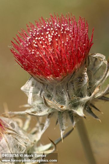Cirsium occidentale