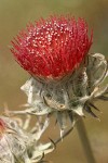 Cobwebby Thistle blossoms