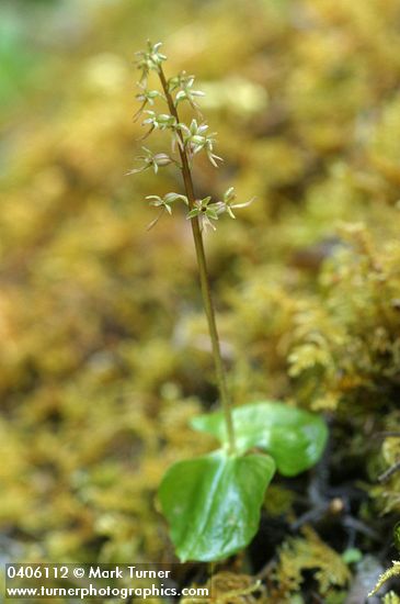 Neottia cordata