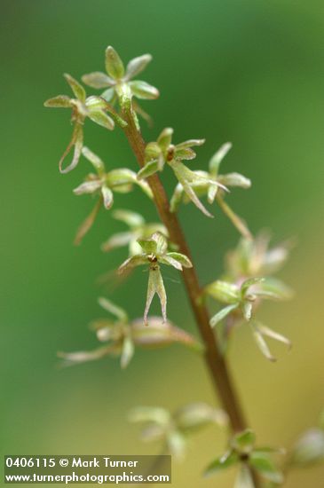 Neottia cordata