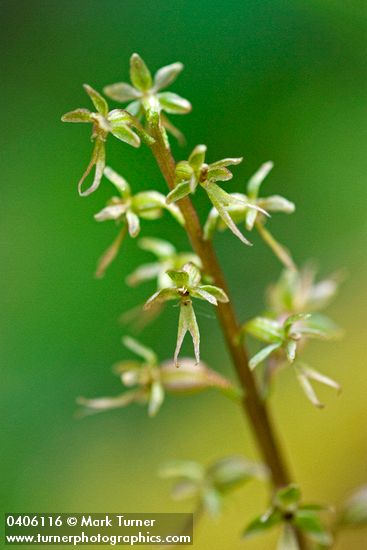 Neottia cordata