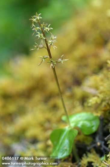 Neottia cordata