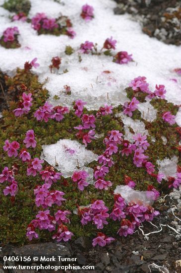 Androsace laevigata