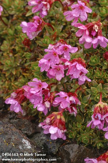 Androsace laevigata