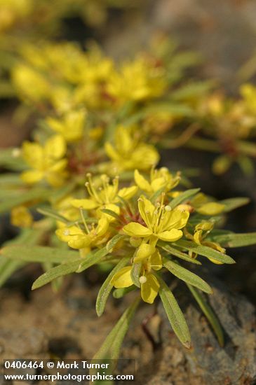 Neoholmgrenia andina