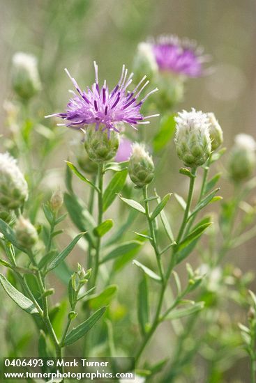 Rhaponticum repens