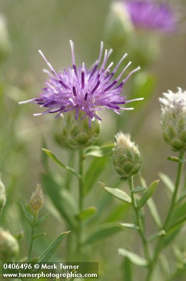 Rhaponticum repens
