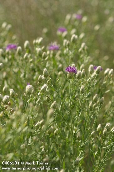 Rhaponticum repens