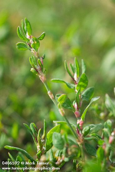 Polygonum aviculare