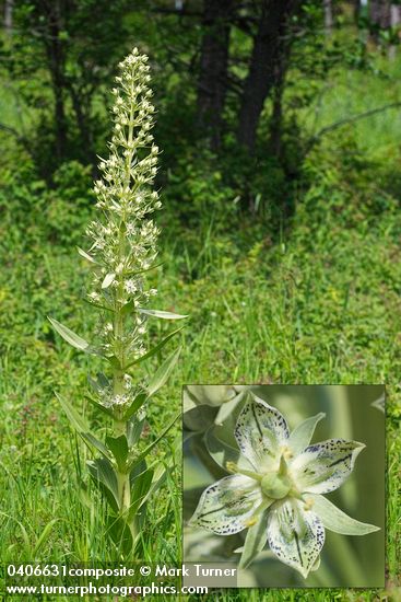 Frasera speciosa
