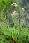 Micranthes oregana