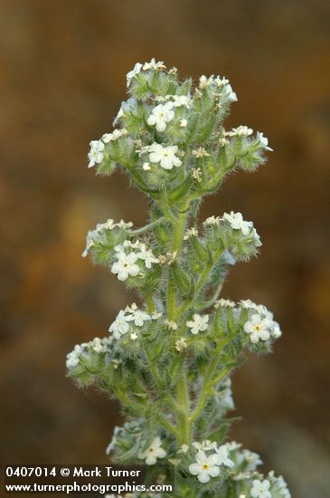 Oreocarya spiculifera