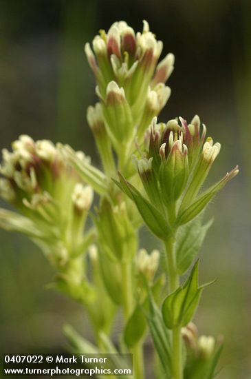 Cusick's Paintbrush