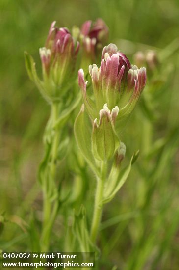 Cusick's Paintbrush