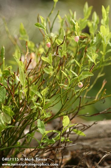 Grouseberry