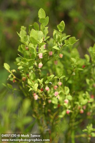 Grouseberry