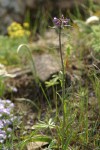 Spreading-pod Rockcress