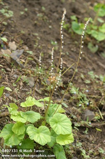 Cross-shaped Mitella