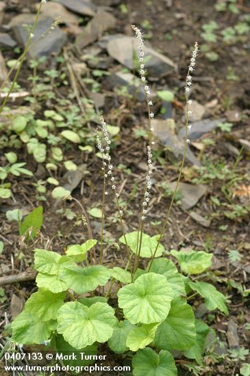 Cross-shaped Mitella