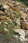Holboell's Rock Cress