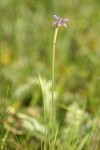 Idaho Blue-eyed Grass