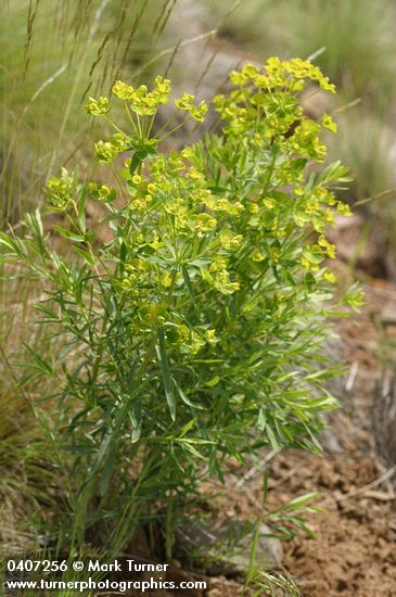 Euphorbia virgata