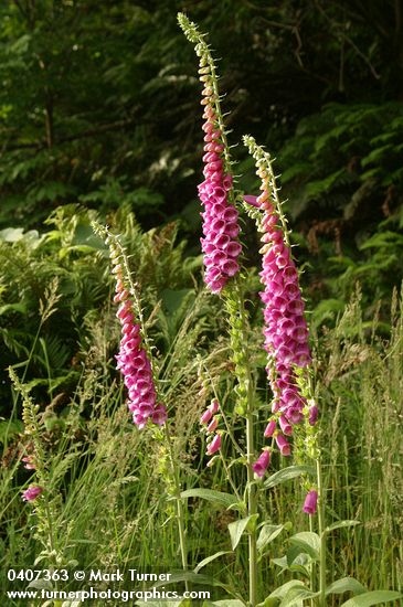 Boykinia occidentalis
