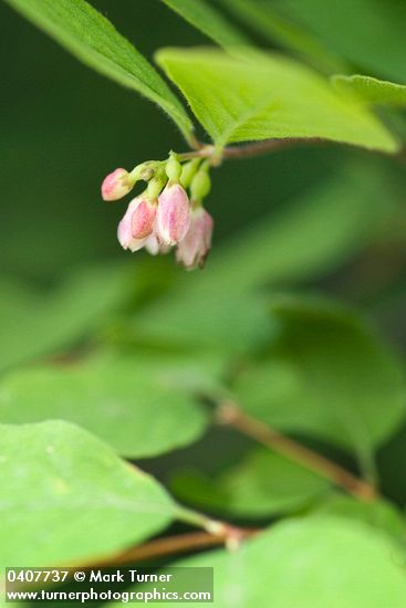 Symphoricarpos mollis