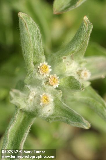 Gnaphalium palustre