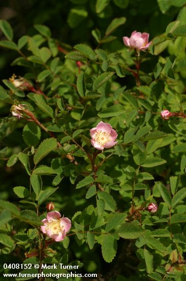 Baldhip Rose