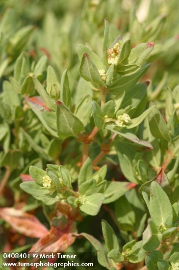 Koenigia davisiae
