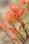 Linear-leafed Paintbrush bracts & blossoms detail