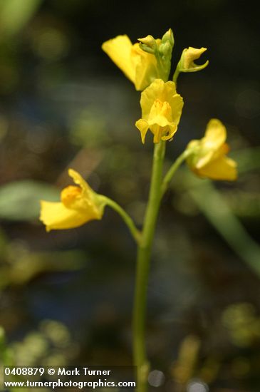 Utricularia vulgaris ssp. macrorhiza