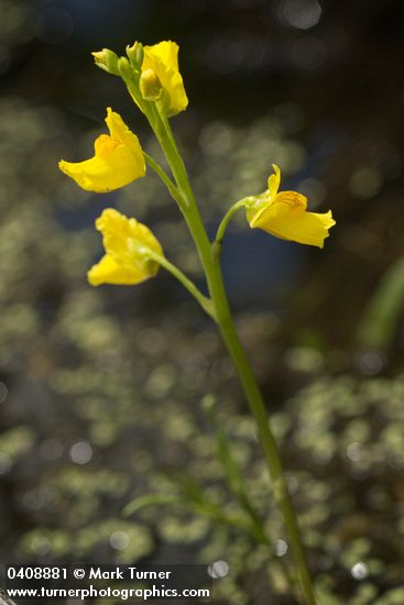 Utricularia vulgaris ssp. macrorhiza
