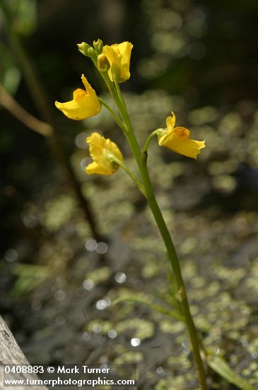 Utricularia vulgaris ssp. macrorhiza