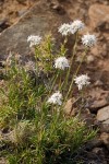 Ballhead Sandwort