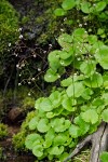 Micranthes odontoloma