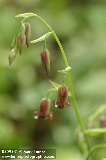 Anticlea occidentalis