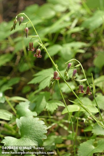 Anticlea occidentalis