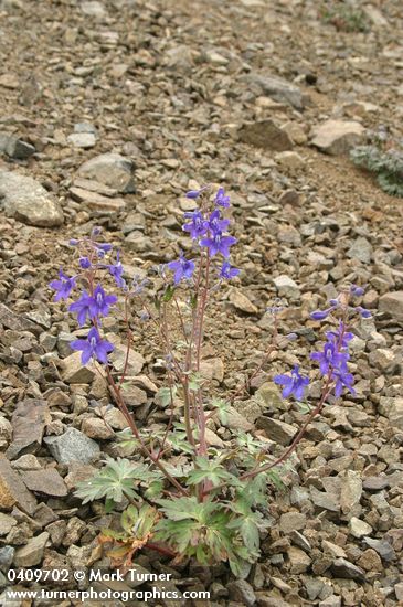 Delphinium glareosum