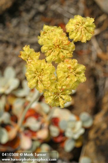 Ternate Buckwheat blossoms