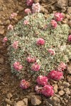 Cushion Buckwheat