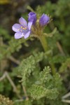 Sky Pilot blossoms & foliage detail